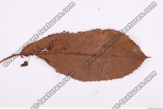 Photo Texture of Leaf 0081